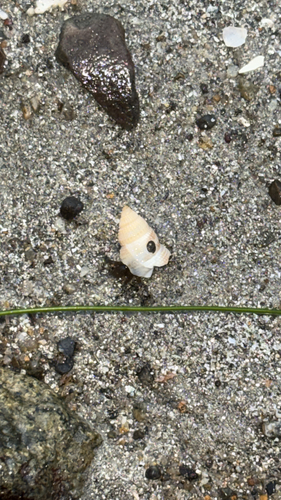 Nassarius perpinguis, 2026-09-14