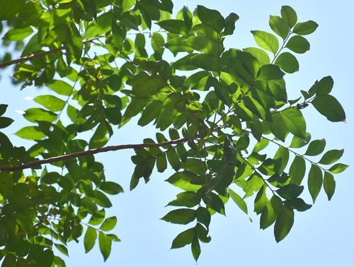 Ganophyllum falcatum observed 2026-07-12