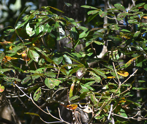 Terminalia sericocarpa observed 2026-07-12
