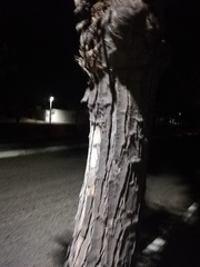 Urosaurus bicarinatus