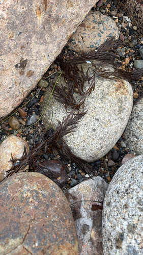 Halidrys dioica, 2026-09-14