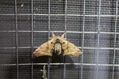 Apatelodes pudefacta