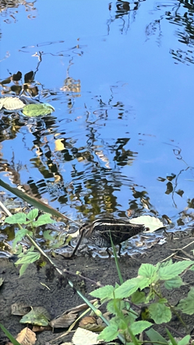 Wilson's Snipe