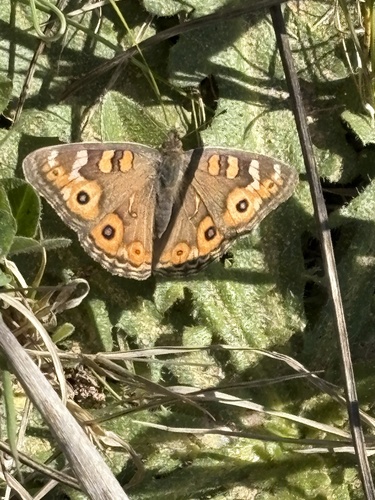 Meadow Argus