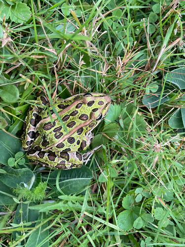 Northern Leopard Frog