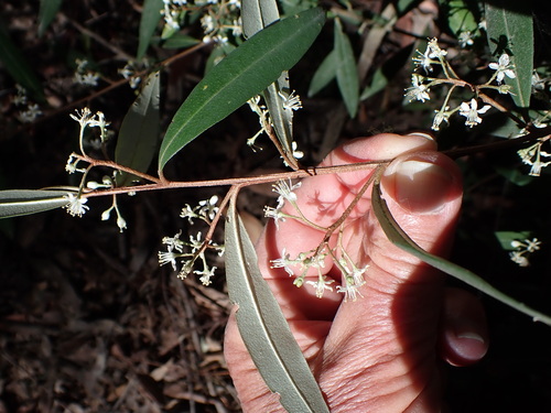Nematolepis squamea, photograph 1