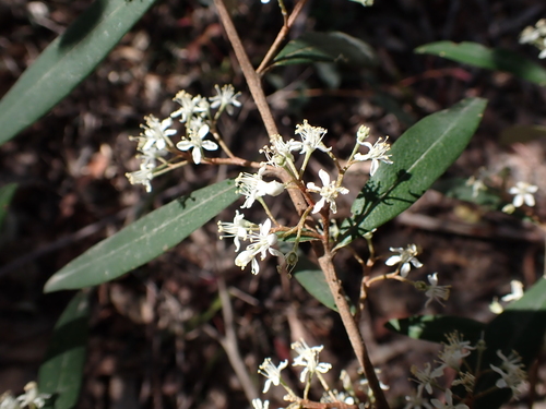 Nematolepis squamea