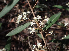 Nematolepis squamea