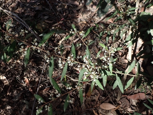 Nematolepis squamea, photograph 2