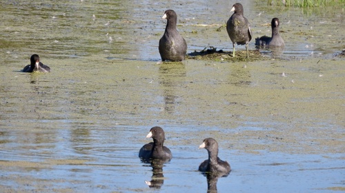 American Coot