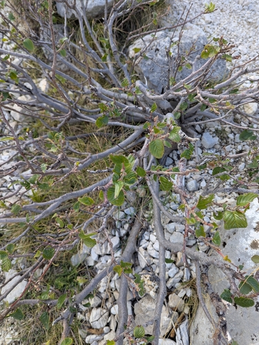 Alpine Buckthorn