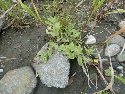 Erythranthe moschata, photograph 3