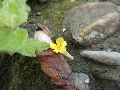 Erythranthe moschata, photograph 2