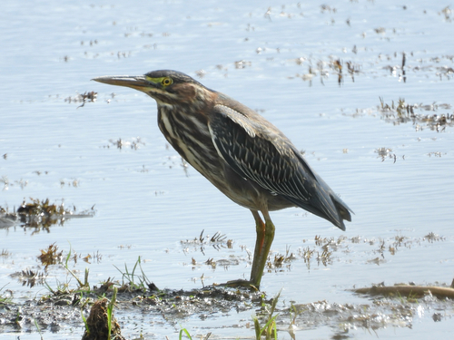 Green Heron