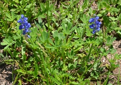 Lupinus subcarnosus