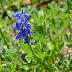 Lupinus subcarnosus