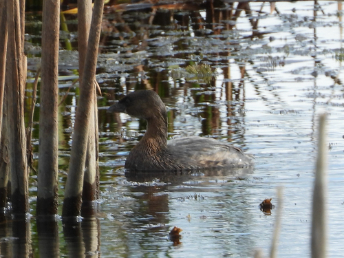 Pied-billed Grebe