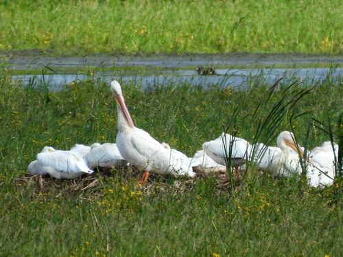 American White Pelican