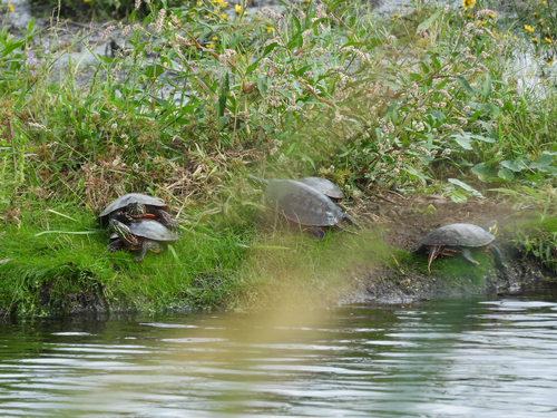 Painted Turtle