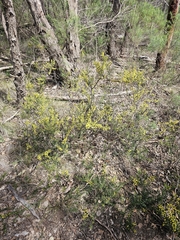 Acacia acinacea