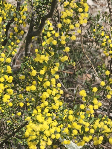 Acacia acinacea, photograph 2