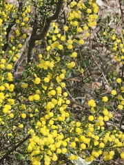 (c) Michael McBain, some rights reserved (CC BY) Acacia acinacea, photograph (c) Michael McBain, some rights reserved (CC BY)