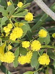 (c) Michael McBain, some rights reserved (CC BY) Acacia acinacea, photograph (c) Michael McBain, some rights reserved (CC BY)