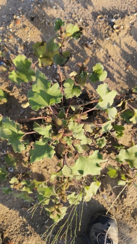 common cocklebur