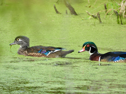Wood Duck