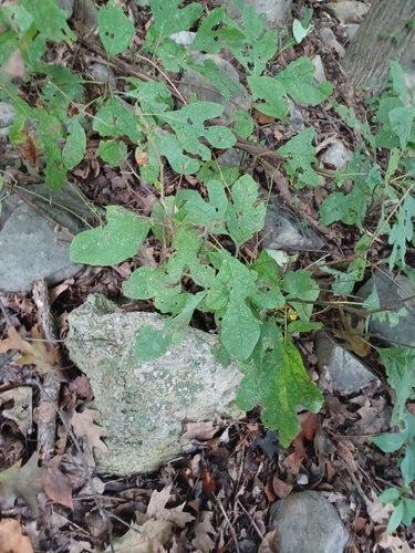 sassafras