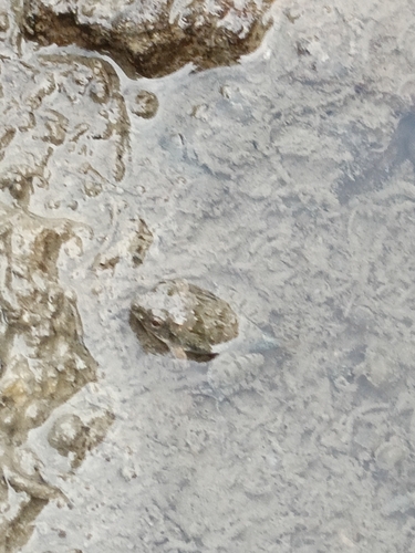 Paddy Field Frog
