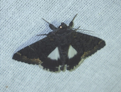 Catephia alchymista