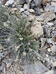 Brickellia microphylla