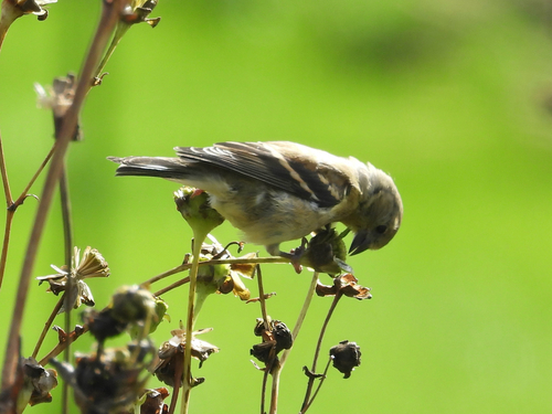 American Goldfinch