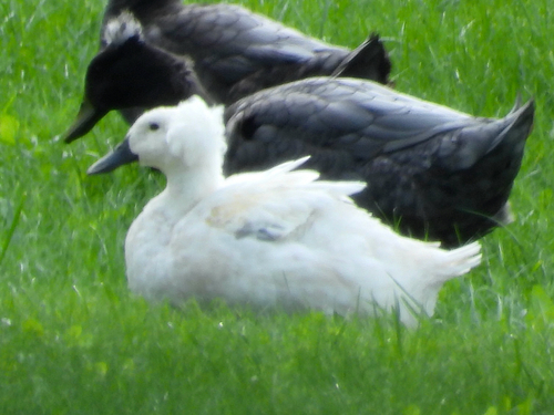 Domestic Mallard