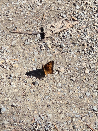 California Tortoiseshell