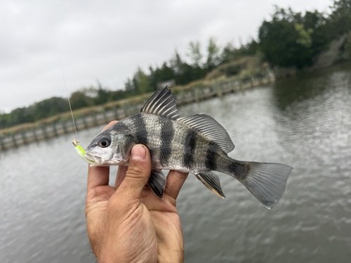 Black Drum
