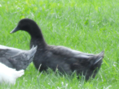Domestic Mallard
