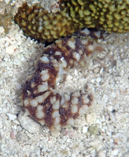 Holothuria hilla observed 2026-09-21