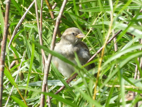 House Sparrow