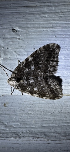 Autumnal Moth