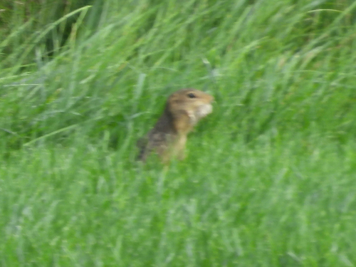 Thirteen-lined Ground Squirrel