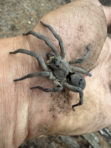 Carolina Wolf Spider