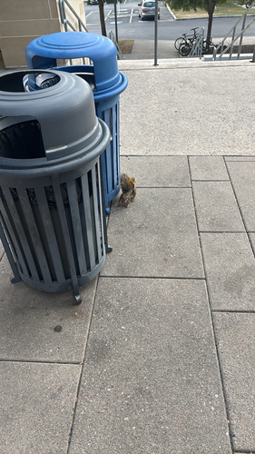 Eastern Fox Squirrel