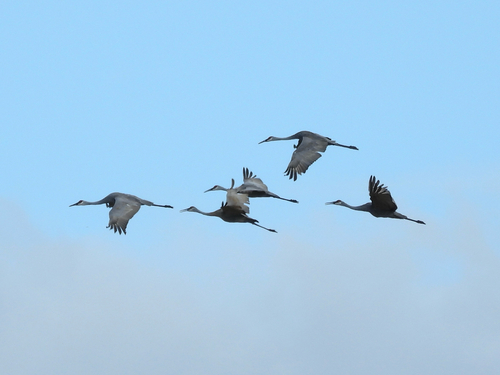 Sandhill Crane
