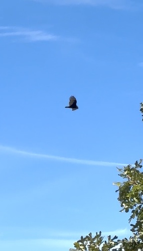 Turkey Vulture