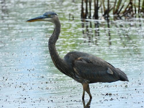 Great Blue Heron