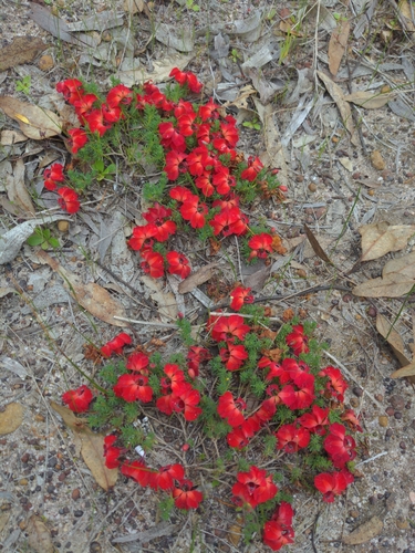red leschenaultia