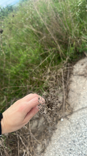 wild carrot