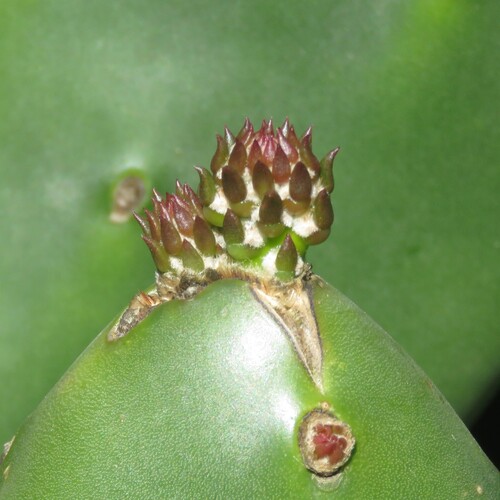 Opuntia elata, photograph 1